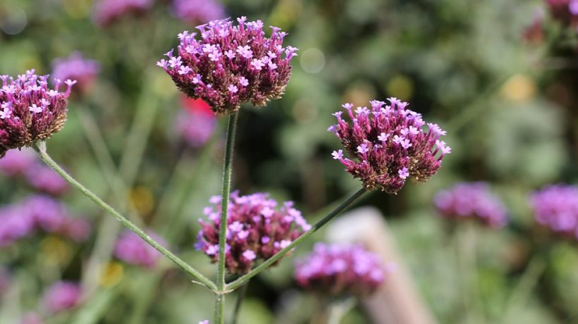 How to take verbena? The herb of spells