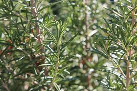  know health benefit of rosemary