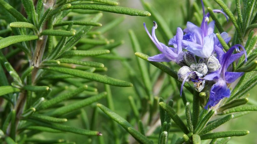 What Are The Health Benefits Of Rosemary 820x460 