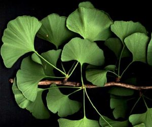 Ginkgo Biloba benefits