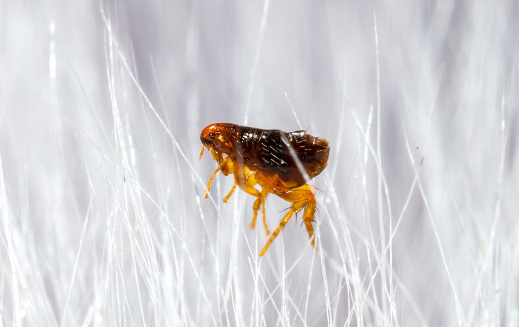 What is the most natural flea treatment