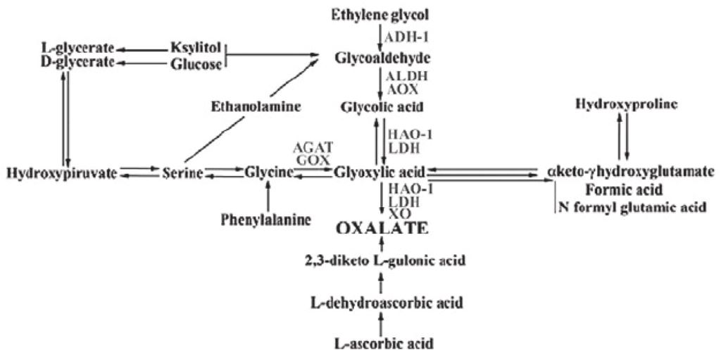 How to improve oxalate metabolism pathways