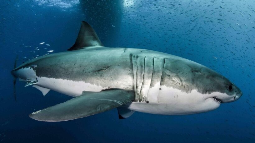 Understanding Genetics in Sharks and Marine Life